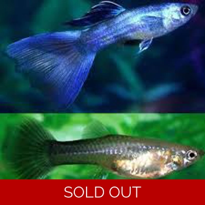 Blue Moscow Guppy